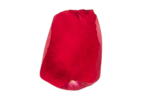 Red petal of roses isolated on a transparent background png