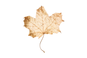 Dried leaves isolated on a transparent background png