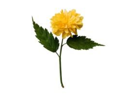 Gelb Blume isoliert auf ein transparent Hintergrund png