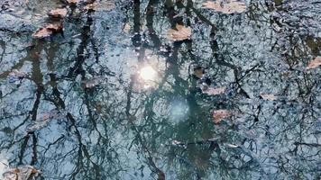 el Dom y el cielo son reflejado en un charco en el superficie de cuales caído hojas son flotante. el llegada de primavera o el comienzo de otoño. video