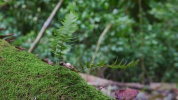 Texture and surface of green leaf wild plant on the tropical forest. Footage is suitable to use for nature background, botanical video and nature content media.