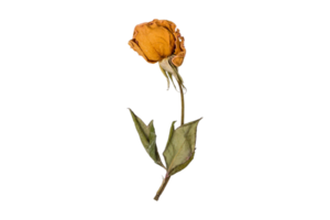 Orange dried flower isolated on a transparent background