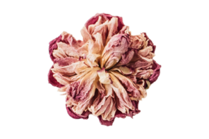 Rose fleur isolé sur une transparent Contexte png