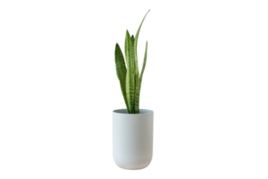 White vase with green plant isolated on a transparent background png