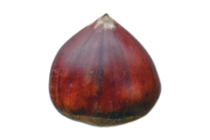 Top view of seed isolated on a transparent background png