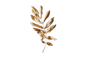 Golden leaf isolated on a transparent background png