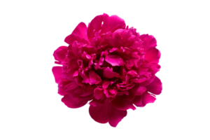 Red flower isolated on a transparent background png