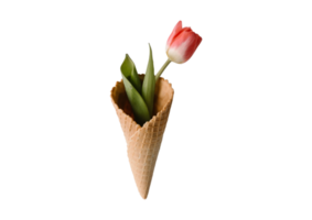 Cone isolated on a transparent background png