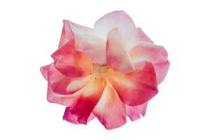 Red flower isolated on a transparent background png