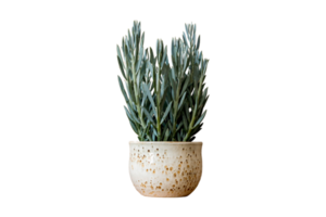 bianca vaso di fiori con un' pianta isolato su un' trasparente sfondo png