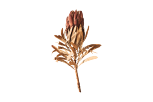 Dried flower isolated on a transparent background png