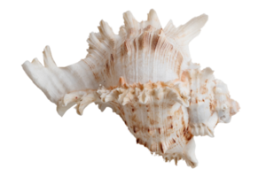 White shell isolated on a transparent background png