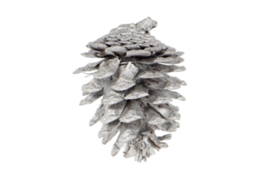 Gray christmas pine cone isolated on a transparent background png