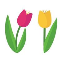 Set of colored vector tulips. Illustration of a cute cartoon pink and yellow tulip. Spring cute vector flower without background. Pink and yellow tulip sticker.