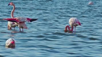 Flock of Pink Flamingos Feeding in the Salt Lake video