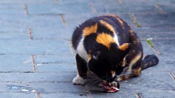 Naturel métrage de adorable mignonne égarer chat video