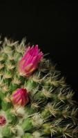vidéo de laps de temps vertical en fleurs de fleur de cactus. video