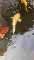 koi fish in the pond video