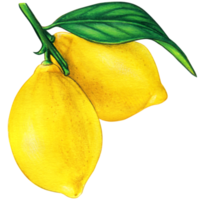 Watercolor lemon illustration isolated png