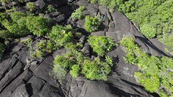 fuco verso l'alto tiro a partire dal enorme granito roccia nel il lussureggiante foresta su mahe isola seychelles. video