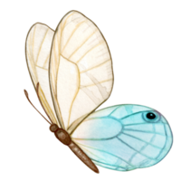 aquarelle main tiré papillon png