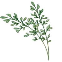 aguarela mão desenhado decorativo vegetação elemento png