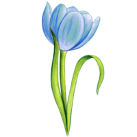 watercolor hand drawn colorful tulip png