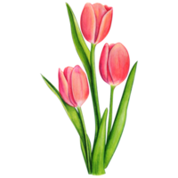 acquerello mano disegnato colorato tulipano png