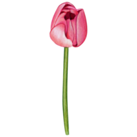 waterverf hand- getrokken kleurrijk tulp png