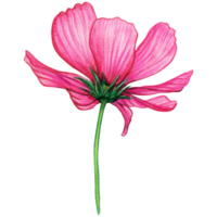 Watercolor pink cosmos flower png