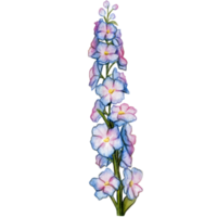 waterverf hand- getrokken delphinium bloem Afdeling png