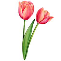 waterverf hand- getrokken kleurrijk tulp png