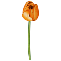 acuarela mano dibujado vistoso tulipán png