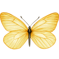 Watercolor hand drawn butterfly png