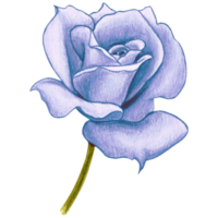 watercolor realistic rose hand drawn png