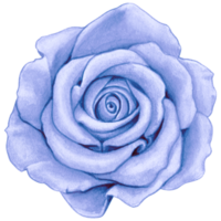 watercolor realistic rose hand drawn png