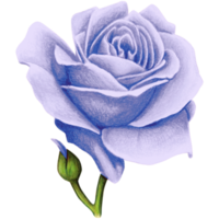 watercolor realistic rose hand drawn png