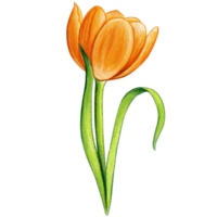 watercolor hand drawn colorful tulip png