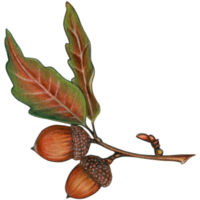 watercolor hand drawn acorn branch png