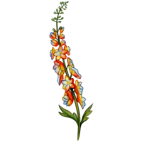 aquarelle main tiré delphinium fleur branche png