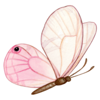 acquerello mano disegnato farfalla png