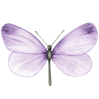 Watercolor hand drawn butterfly png