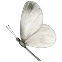 aquarelle main tiré papillon png