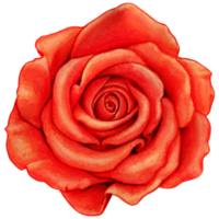 watercolor hand drawn rose png