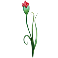 acquerello mano disegnato selvaggio fiori e erbe aromatiche png