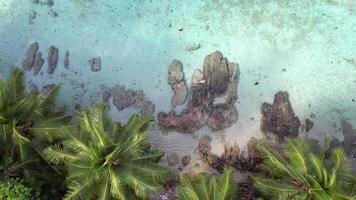 zangão tiro coco Palma árvores, granito Rocha perto a costa e peixes natação, mahe seychelles