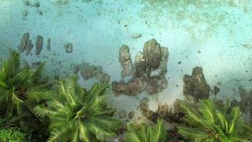 verraten Drohne Schuss von Strand mit Palme Bäume, Felsen Felsbrocken und klar Ozean, mahe Seychellen video