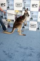 Kangaroo from Australian Tourisum arriving at the  Film Indpendents  24th Annual Spirit Awards on the beach in Santa Monica CA  onFebruary 21 20092009 photo