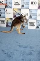 Kangaroo from Australian Tourisum arriving at the  Film Indpendents  24th Annual Spirit Awards on the beach in Santa Monica CA  onFebruary 21 20092009 photo