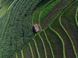 Beautiful morning view indonesia panorama landscape paddy fields with beauty color and sky natural light photo